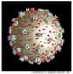 Des chercheurs californiens du Gladstone Institute of Virology and Immunology annoncent avoir démontré chez la souris que le gène Apobec3 favorisait la production d’anticorps anti-rétrovirus. Au premier rang desquels le VIH...
