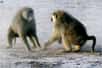 Les mâles dominants des groupes de babouins jaunes sont stressés, selon une étude publiée dans Science. Davantage stressés que les mâles hiérarchiquement juste en dessous d'eux, mais autant que ceux qui sont en bas de l'échelle. L'accès aux femelles et à la nourriture serait à l'origine de ces différences.