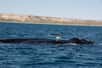 Une baleine franche du Pacifique Nord a été vue au large des côtes canadiennes. Cette espèce n’avait pas été observée depuis 60 ans, et figure parmi les animaux les plus menacés d’extinction dans le monde.