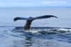 Dans le Pacifique nord, une baleine nage seule depuis plus de 20 ans. Elle chante, lance des appels, mais n’est probablement pas entendue par ses congénères, car elle chante trop aigu. Baptisée « 52 Hz », elle chante dans la gamme d’un tuba, tandis qu’une baleine classique chante à une fréquence voisine de 16 Hz. En automne, une équipe partira à la recherche de la baleine jusqu’alors jamais observée.