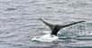 Depuis plusieurs décennies, l’usage de sonars à des fins militaires est associé aux échouages en masse de baleines pourtant en bonne santé. Dans une nouvelle étude, des chercheurs expliquent enfin comment cette perturbation sonore mène ces mammifères marins à la mort.