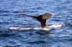 La marée noire liée au naufrage de la plateforme pétrolière Deepwater Horizon aurait provoqué la mort de très nombreux dauphins et baleines, dont le nombre avait jusque-là été sous-estimé. Au lieu de 101 morts, le bilan s’élèverait plutôt à environ 5.000...