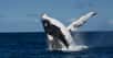 Les baleines à bosse de Nouvelle-Calédonie apprennent avec une facilité déconcertante les chants de leurs cousines de la côte est de l’Australie. Un échange culturel qui montre que la baleine à bosse n’est pas si bête. © Opération Cétacés, Université du Queensland