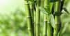 En Asie, le bambou est un matériau de construction depuis toujours très apprécié. Et son bilan carbone suscite de plus en plus d’intérêts dans le monde. Dans ce cadre, de nombreux chercheurs se sont déjà intéressés à ses caractéristiques mécaniques. Cette fois, ils se sont demandé comment la structure particulière de cette plante influe sur ses propriétés thermiques.