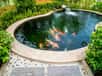 Vous avez installé un bassin dans votre jardin ? Cela rend sûrement très joli. Reste à savoir quand y introduire vos poissons…