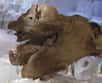 Dans le cadre de l’année France-Russie 2010 se tient une exceptionnelle exposition sur les mammouths jusqu’au 15 novembre 2010 au Puy-en-Velay. A cette occasion, la République de Sakha (Yakoutie, Fédération de Russie) a prêté Khroma, une bébé mammouth congelé, que l’on pourra admirer au musée Crozatier.