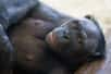 Les bonobos seraient également sensibles à la contagion du bâillement. Ce réflexe serait par ailleurs régi par les mêmes règles sociales que chez l’Homme : un bâillement se propage mieux entre amis !