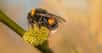 Lorsque l’on évoque la disparition des insectes pollinisateurs, on pense immédiatement aux abeilles. Pourtant, des chercheurs signalent aujourd’hui que les populations de bourdons sont également en grande difficulté.