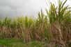 La culture de canne à sucre, en plein essor au Brésil, aurait tendance à lutter contre le réchauffement climatique. C’est donc une double victoire écologique pour cette plante, déjà cultivée pour produire un carburant vert très utilisé dans ce pays.