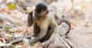 Le Parc national de la Serra da Capivara (Brésil) abrite de nombreux groupes de singes capucins. Tous utilisent des outils. Depuis quelque 3.000 ans, révèlent de récentes fouilles. Et les chercheurs ont même découvert des preuves d’évolution dans l’usage de ces outils au fil du temps.