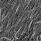 Des chercheurs de l’université de Stanford au cœur de la Silicon Valley sont parvenus à créer un circuit électronique hybride à partir de nanotubes de carbone. Alors que ce matériau n’est pas 100 % semi-conducteur, ils ont conçu une puce de silicium pouvant tolérer les imperfections de ces nanotubes.