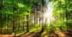 Reboisant devient une nécessité pour l'écosystème&nbsp;des forêts.&nbsp;© Smileus, Adobe Stock