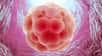 Les cellules souches embryonnaires sont pluripotentes car elles peuvent donner différents types cellulaires. © Mopic, Shutterstock