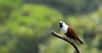 Perché à la cime d’un arbre, un drôle d’oiseau chante. Fort. Très fort. Ce drôle d’oiseau, c’est l’Araponga tricaronculé. Et son chant est l’un des plus puissants de tous. Prêts à monter le volume ?