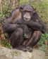 Quand ils vivent dans la savane, les chimpanzés consomment des racines et des tubercules. Nos ancêtres, dans le même environnement, n'auraient-ils pas pris les mêmes habitudes ? Alors qu'on les croyait mangeurs de viande, un régime à base de patates les a peut-être aidés à survivre loin des forêts...