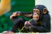 Si certains animaux, à l’image des chimpanzés, apprennent à se soigner, d’autres le font naturellement pour eux-mêmes ou pour autrui. Les abeilles ou les fourmis forestières illustrent ce cas à merveille. Des chercheurs ont tenu à rappeler l’importance de ce comportement, car il expliquerait bien des choses…