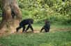 Les chimpanzés sont intelligents et altruistes. Lorsqu'ils repèrent un danger, ils préviennent leurs proches mais pas tous : uniquement ceux qui ignorent encore le danger. Avoir conscience de ce que ses congénères savent, on pensait cela réservé aux humains...