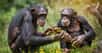 Des études concluent que les chimpanzés d’une part et les bourdons d’autre part peuvent apprendre des tâches complexes de leurs congénères. © Généré par l’IA Adobe Firefly
