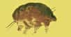 Vous avez aimé les tardigrades, ces minuscules invertébrés aux allures d’oursons d’eau ? Alors, vous allez adorer ces nouveaux invertébrés microscopiques vieux de 30 millions d’années et dont des fossiles ont été retrouvés dans de l’ambre. Les « cochons moisis », comme les surnomme affectueusement leur inventeur.