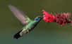 La façon de s’alimenter des colibris telle qu’on l’imaginait depuis 180 ans a été revue et corrigée grâce à des images vidéo exceptionnelles. Au lieu de récupérer le nectar des fleurs par capillarité, les oiseaux-mouches utilisent leur étonnante langue, capable de se transformer en piège, sans la moindre dépense énergétique !