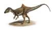 Un squelette presque entier et très bien conservé d’une nouvelle espèce de dinosaure a été retrouvé en Espagne. Concavenator corcovatus possède une bosse dorsale pointue et probablement des plumes sur ses pattes avant. De quoi relancer le débat sur l’origine des plumes.
