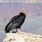 Les condors de Californie ont failli disparaître en 1982 mais ils ont heureusement été sauvés à temps grâce à de nombreuses mesures de sauvegarde. Ils doivent cependant faire face à une nouvelle menace : un empoisonnement au plomb.