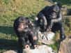Tout comme l’Homme, les chimpanzés auraient également recours à des médiateurs pour mettre fin à des conflits, dans l’intérêt de la communauté. Ce rôle est réservé aux individus, mâles ou femelles, ayant le plus d’autorité. Leurs interventions dépendraient du nombre de belligérants et de l’importance des démonstrations d’agressivité. Chaque nouvelle découverte nous rappelle à quel point nous sommes proches l'un de l'autre.