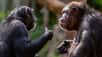 De chercheurs de l’université de Saint-Andrews (Royaume-Uni) ont identifié chez les chimpanzés une structure de conversation similaire à celle des humains. © Patrick Rolands, Adobe Stock