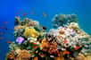 La Grande Barrière de corail est en danger. Pour tenter de la préserver, une banque de sperme de corail a été constituée. Elle pourrait faire renaître certaines espèces en cas d'extinction et protéger non seulement les coraux mais aussi l'ensemble de l'écosystème qui y est installé.