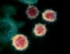 Deux nouveaux anticorps neutralisants, découverts par deux équipes distinctes, sont de taille face aux variants du coronavirus ! L'un d'entre eux est même capable de neutraliser tous les variants testés par les scientifiques.