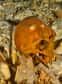 Sur la péninsule du Yucatán, dans une impressionnante cave sous-marine aux eaux cristallines, des explorateurs ont émergé le crâne d’au moins 12.000 ans d'âge d'une adolescente en très bon état de conservation. Une rare découverte qui permet de conclure, après de longues analyses, un débat scientifique de longue date sur les origines des Amérindiens.