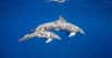 Entre 2014 et 2018, des chercheurs ont observé un cas unique d’adoption dans un groupe de dauphins de Polynésie française. Un petit dauphin d’Électre recueilli par un Grand dauphin femelle et élevé aux côtés du propre petit de sa mère adoptive. En vidéo, des images étonnantes du trio évoluant du côté de l’atoll de Rangiroa.