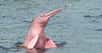 Inia geoffrensis — aussi appelé Boto — est une espèce de dauphins connue pour avoir la peau rose. Mais ceux observés dans une rivière de Louisiane (États-Unis) ne sont pas ceux-là. © Gabrielle, Adobe Stock