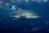 Selon une expérience menée en Floride, les requins sont capables d'utiliser le champ magnétique de la Terre ! Si les scientifiques savaient depuis longtemps que les requins pouvaient le ressentir, ils n'étaient pas sûrs que cela leur servait aussi de boussole.