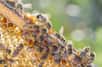 Les abeilles asiatiques ont mis au point une technique hors du commun pour se défendre des attaques des frelons géants. Elles recouvrent leur ruche d'excréments d'animaux.