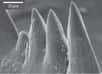 Modestes vertébrés marins disparus il y a 200 millions d'années, les conodontes possédaient des dents extrêmement pointues... mais pas de mâchoires, comme les actuelles myxines et lamproies qui, elles, sont, respectivement, nécrophages et parasites. Ils parvenaient malgré cela à venir à bout de leurs proies grâce à une astuce : les dents pivotantes.