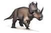 Ce dinosaure a vécu au Canada, il y a environ 77 millions d’années. Et des chercheurs nous apprennent aujourd’hui qu’il était atteint d’un cancer des os malin à un stade avancé. Le même type d’ostéosarcome qui touche aujourd’hui trois humains sur un million.