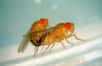 Chez les mouches drosophiles, les mâles vivent moins longtemps lorsqu’ils ont été aguichés par les phéromones sexuelles émanant d’une femelle et que celle-ci ne se montre pas aussi réceptive qu’elle en avait l’air… Probablement la notion de femme fatale chez ces diptères.