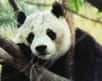 Voici un bonus weekend qui va en ravir plus d'un. Dans la réserve naturelle du Wolong dans la région du Sichuan en Chine (Hetaoping Research and Conservation Center for the Giant Panda), les scientifiques prennent leur travail vraiment très à cœur. Explications en image.