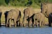 Dans la société matriarcale des éléphants, le groupe dans son ensemble protège et assure la survie des petits. Lorsqu’un éléphanteau risque la noyade, les secours s'organisent. Découvrez en vidéo cet étonnant sauvetage.