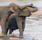 Futura-Environnement vous propose un dossier sur les géants gris, donc les éléphants. Il s’agit de l'un des derniers grands mammifères de notre planète. Etant un symbole de force ces animaux ont pourtant besoin d’être protégés, car l’homme les chasse pour l’ivoire.