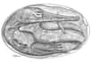 Les plus anciens embryons fossiles de reptiles ont été trouvés en Uruguay et au Brésil. Il s'agit de fossiles de mésosaures, âgés de 280 millions d’années. Leur étude tend à conclure que ces reptiles aquatiques pourraient avoir été vivipares, mais certains doutes subsistent. Si cela se confirme, l’apparition de ce mode de reproduction pourrait être repoussée de 60 millions d’années.