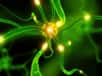 Une équipe de l'Inserm, en collaboration avec des chercheurs américains, a établi un gène clé dans l'apparition de l'épilepsie. Il s'agirait d'un gène interrupteur, transformant un cerveau sain en cerveau épileptique.