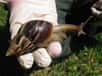 Des escargots géants africains envahissent les jardins des maisons de Miami. Repoussants, gênants et potentiellement dangereux, ils sont la cible du département de l'Agriculture de Floride, qui cherche à les éliminer et à savoir comment ils sont arrivés aux États-Unis.