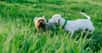 Les Jack Russel Terriers et les Yorkhire Terriers sont les chiens qui présentent l’espérance de vie à la naissance la plus élevée. © focusandblur, Adobe Stock