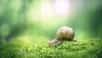 Un escargot se déplace sur un lit de mousse. © Marc Andreu, Adobe Stock   