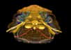 En étudiant le fossile d’un poisson vieux de 415 millions d’années, des scientifiques du CNRS ont réussi à comprendre comment la face s’était assemblée lors de la transition entre vertébrés sans et avec mâchoires.