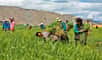 Sur le plateau tibétain, d'anciennes populations humaines ont survécu à des altitudes inégalées. Leur secret : des stratégies agropastorales adaptées aux rudes conditions climatiques. De telles techniques pourraient inspirer l’agriculture moderne pour une meilleure sécurité alimentaire.