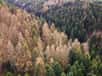 Les forêts boréales sont d’une importance majeure pour les écosystèmes et le système climatique. Une nouvelle étude de la Northern Arizona University montre que ces forêts froides réagissent au changement climatique en se déplaçant progressivement vers le nord.
