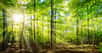 Les forêts sont vues comme celles qui pourraient nous aider à limiter le réchauffement climatique. Mais des chercheurs nous mettent en garde aujourd’hui. Il arrive en effet un moment où trop — trop chaud ou trop sec —, c’est trop. Et la survie même des arbres est alors menacée.